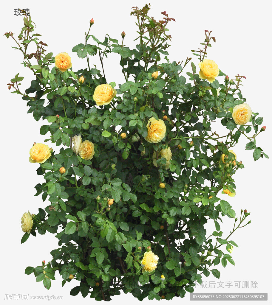 盛開的黃色薔薇花