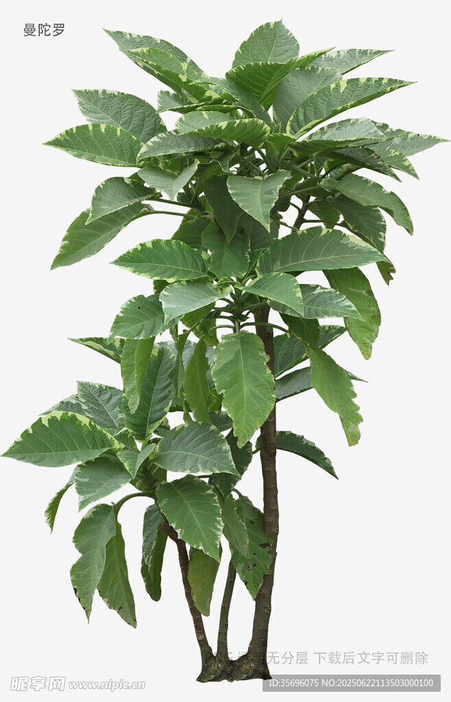 植物