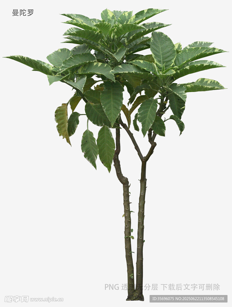 雙株綠植展示