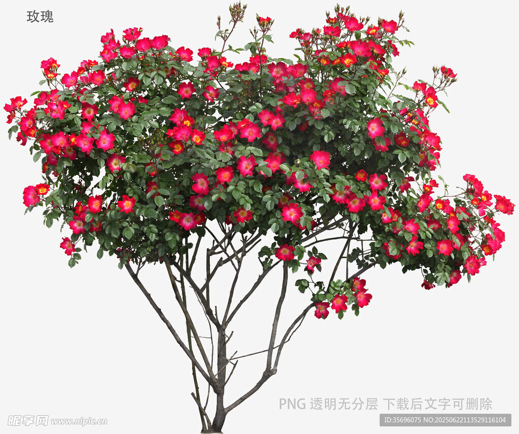 盛開的紅色繁花灌木