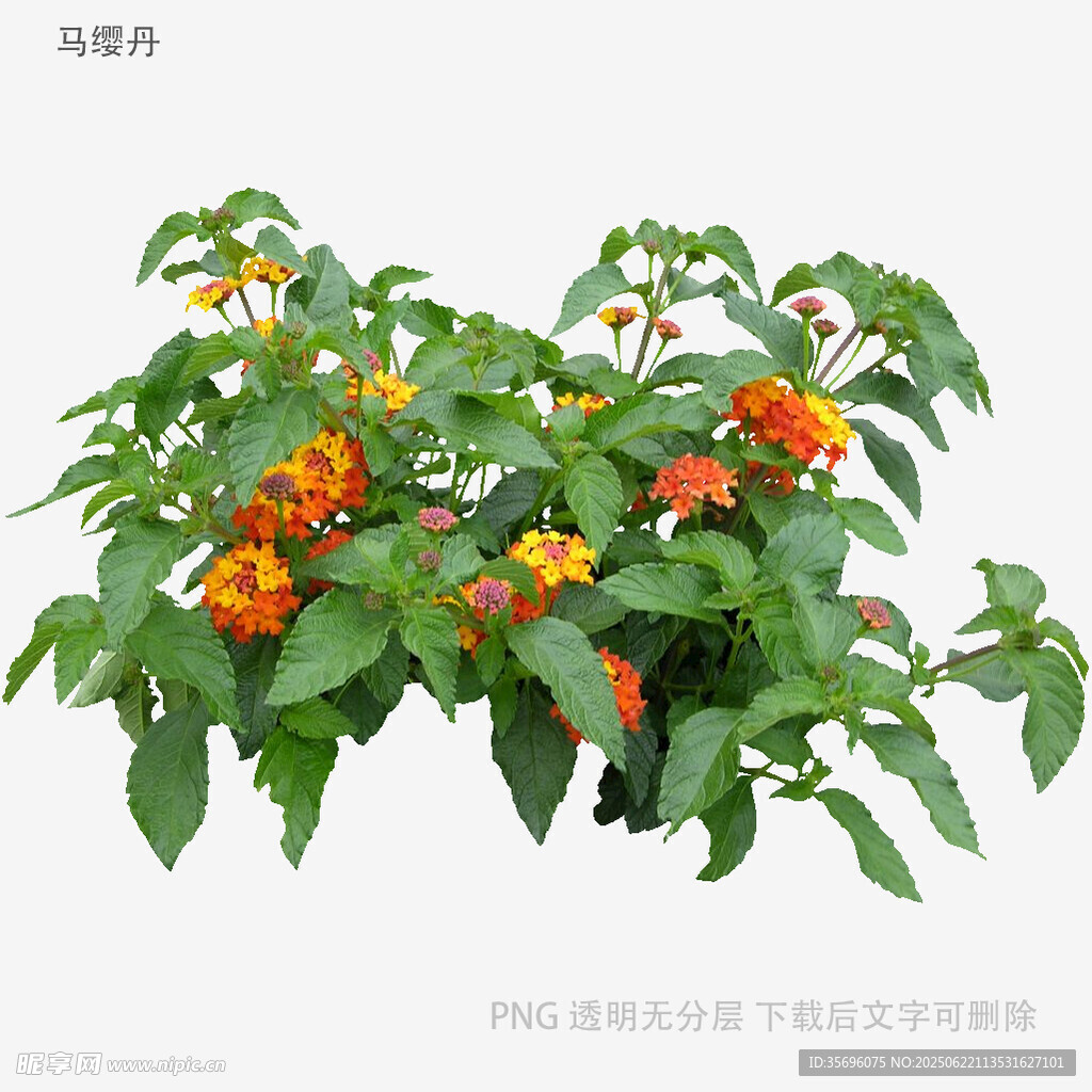 橙色果實(shí)綠植特寫