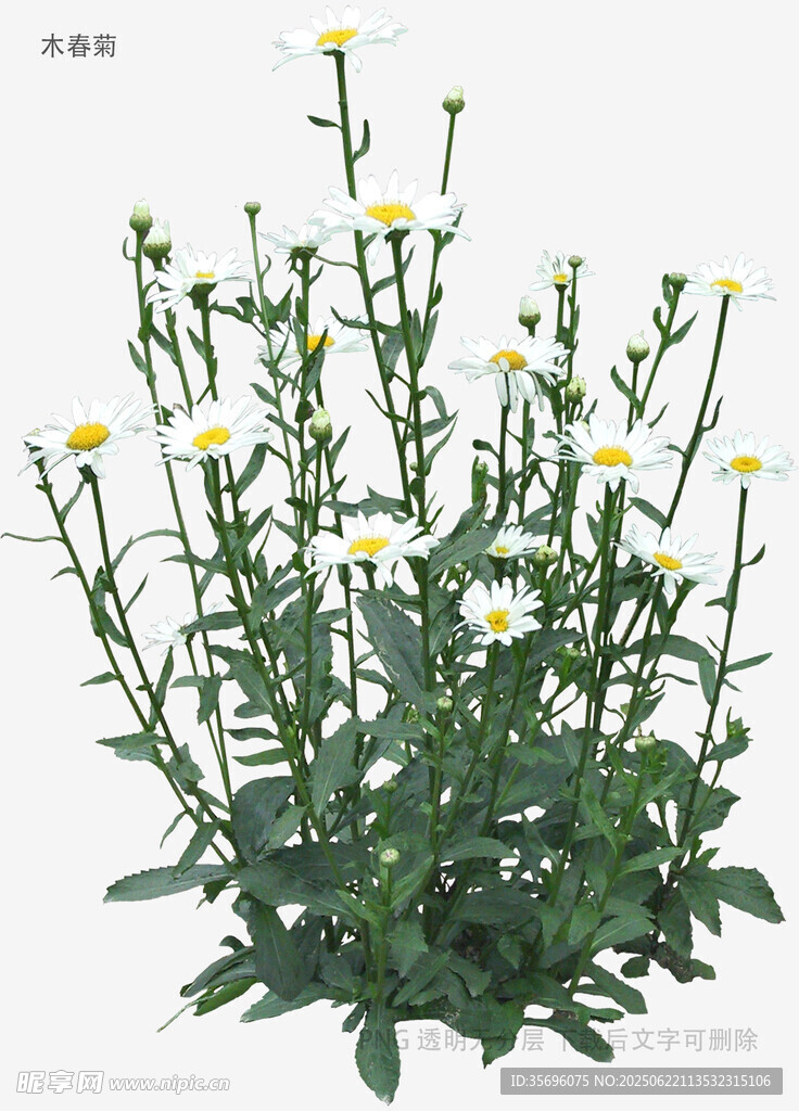 小白菊植物特寫