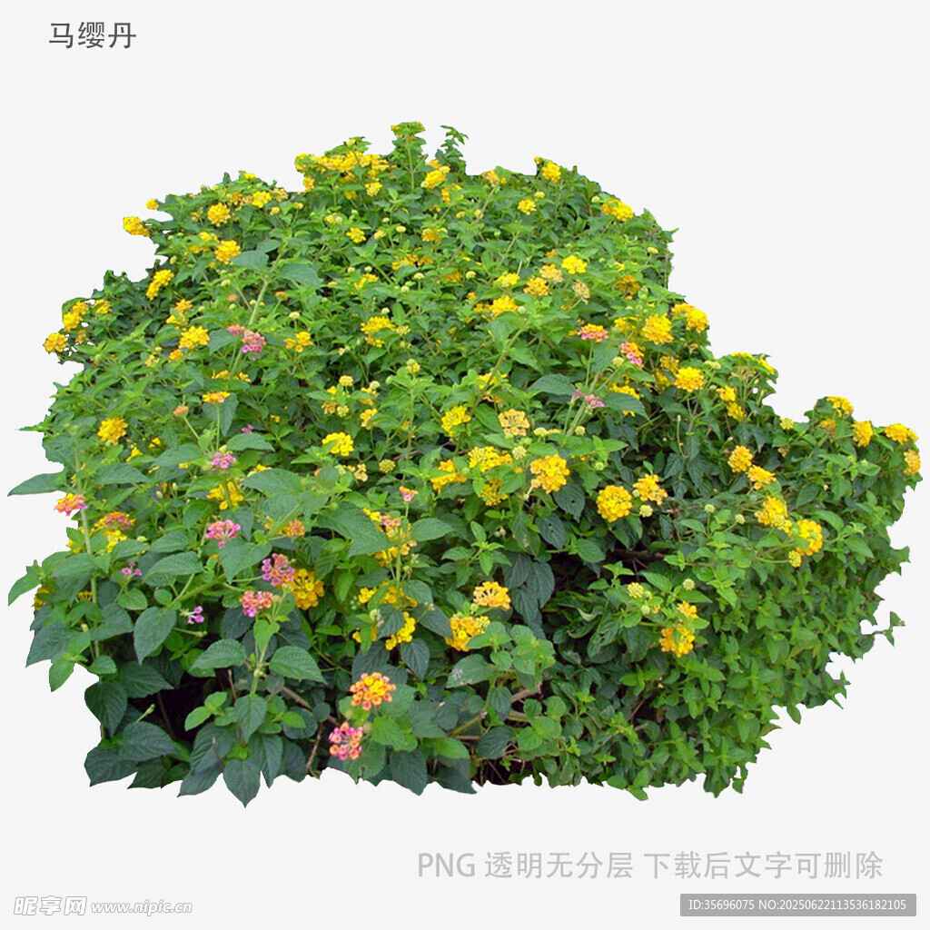 黃色花卉綠植盆栽景觀