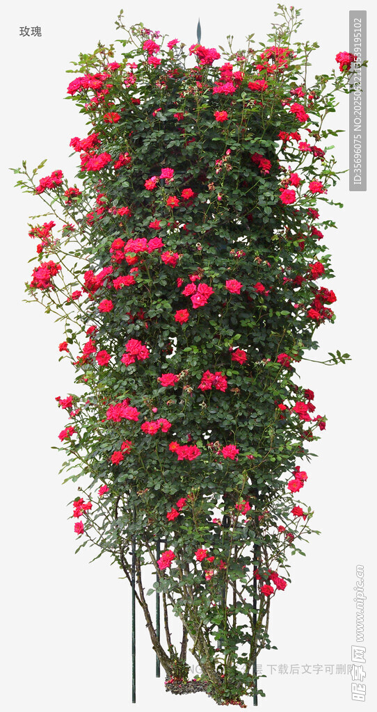 攀援紅薔薇花植株