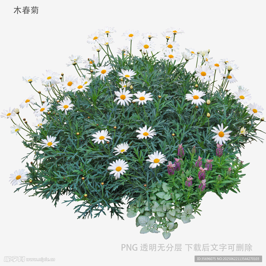小雛菊綠植盆栽