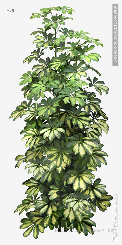 茂盛綠植盆栽