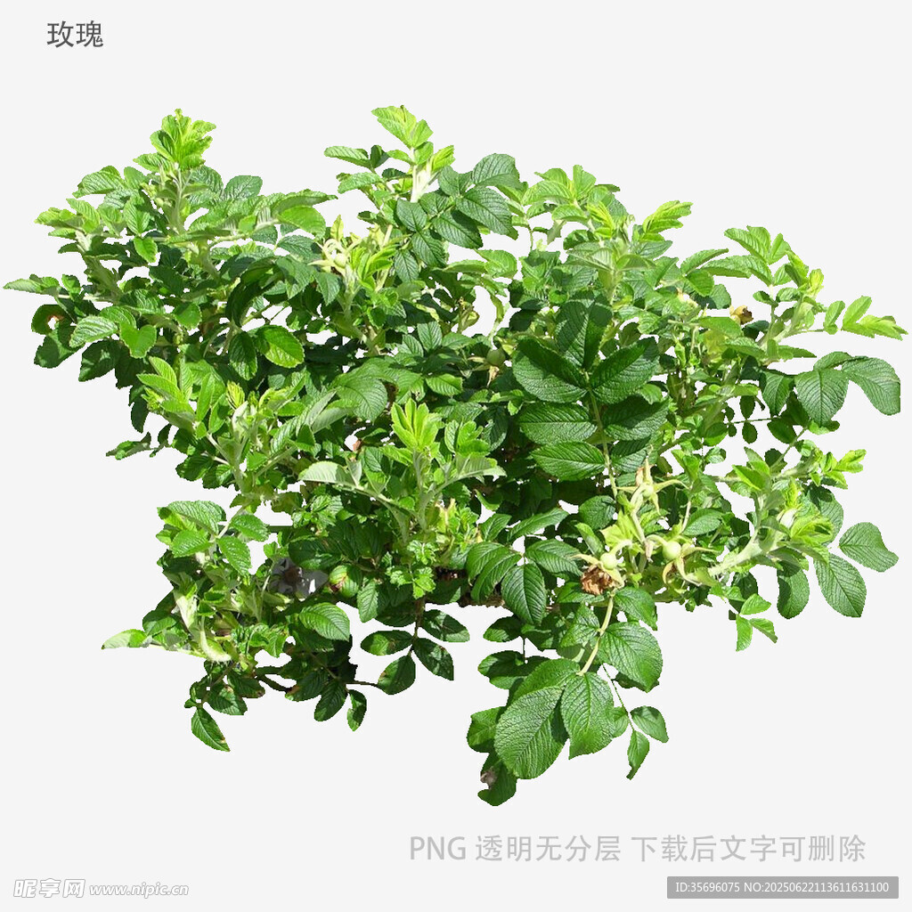 翠綠茂盛的綠植植株