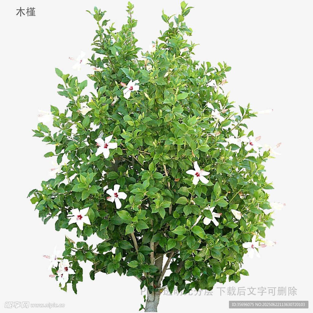 盛開(kāi)的白色花朵綠樹(shù)