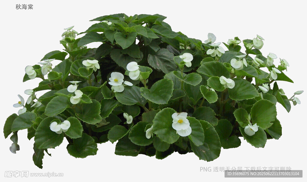 綠葉白花繁茂盆栽植物