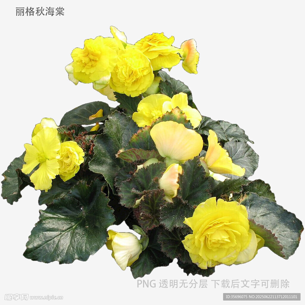 黃色秋海棠盆栽花卉