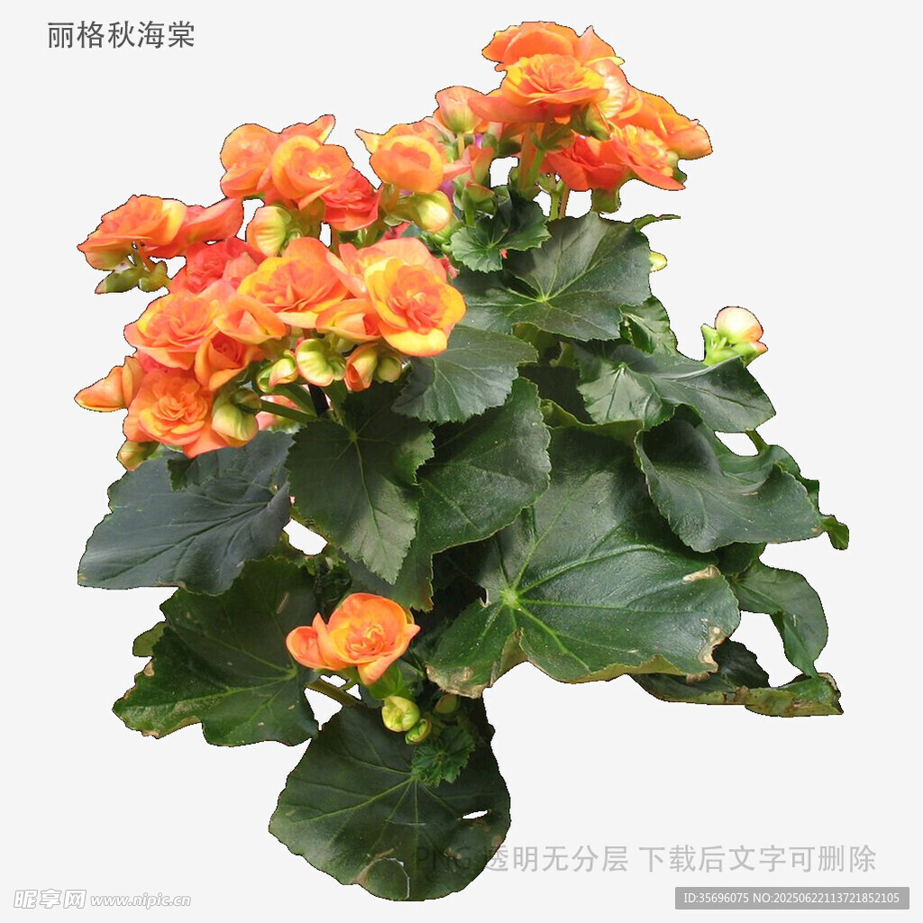 橙色海棠花盆栽