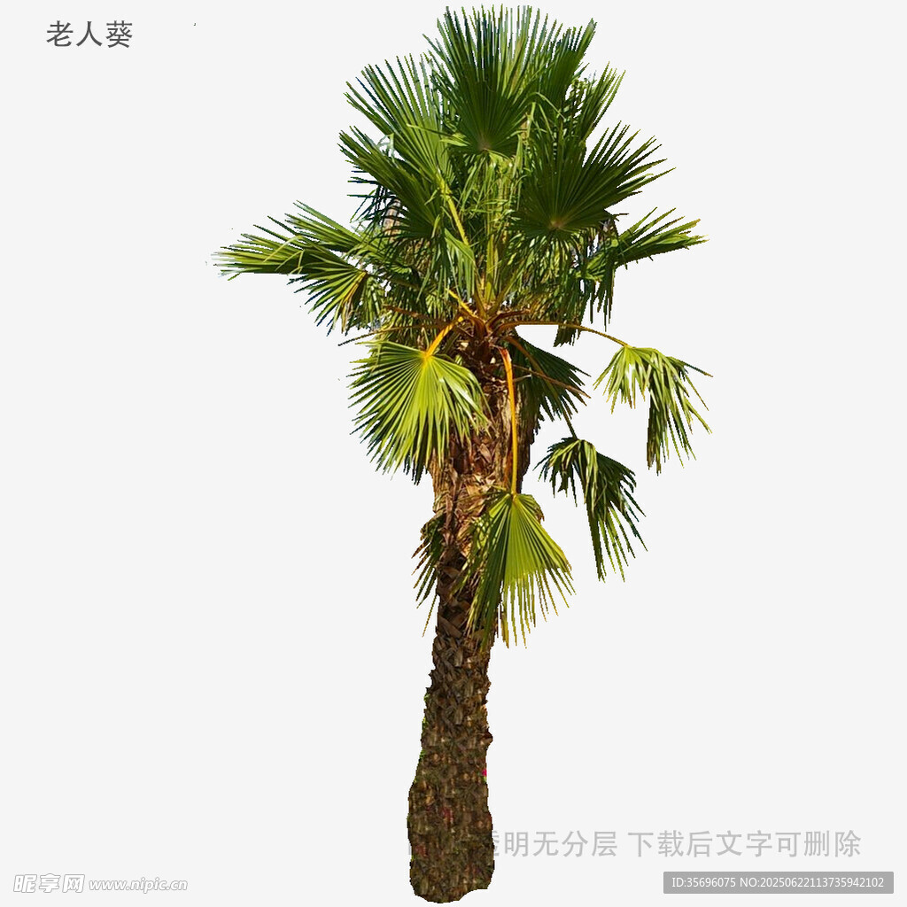 單棵棕櫚樹特寫
