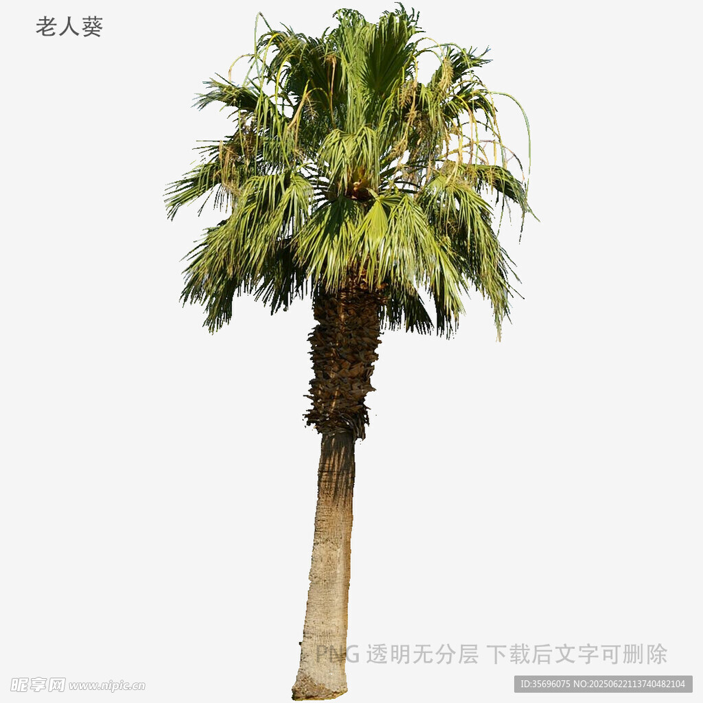 單棵挺拔棕櫚樹(shù)