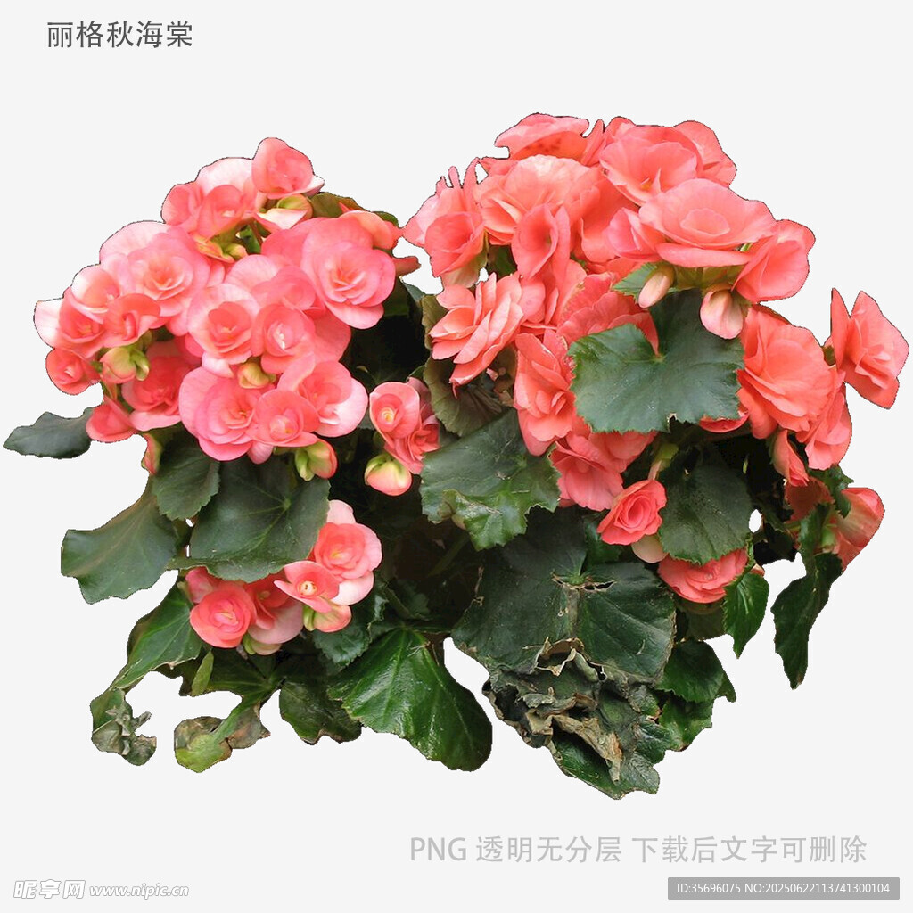 嬌艷粉色海棠花綻放