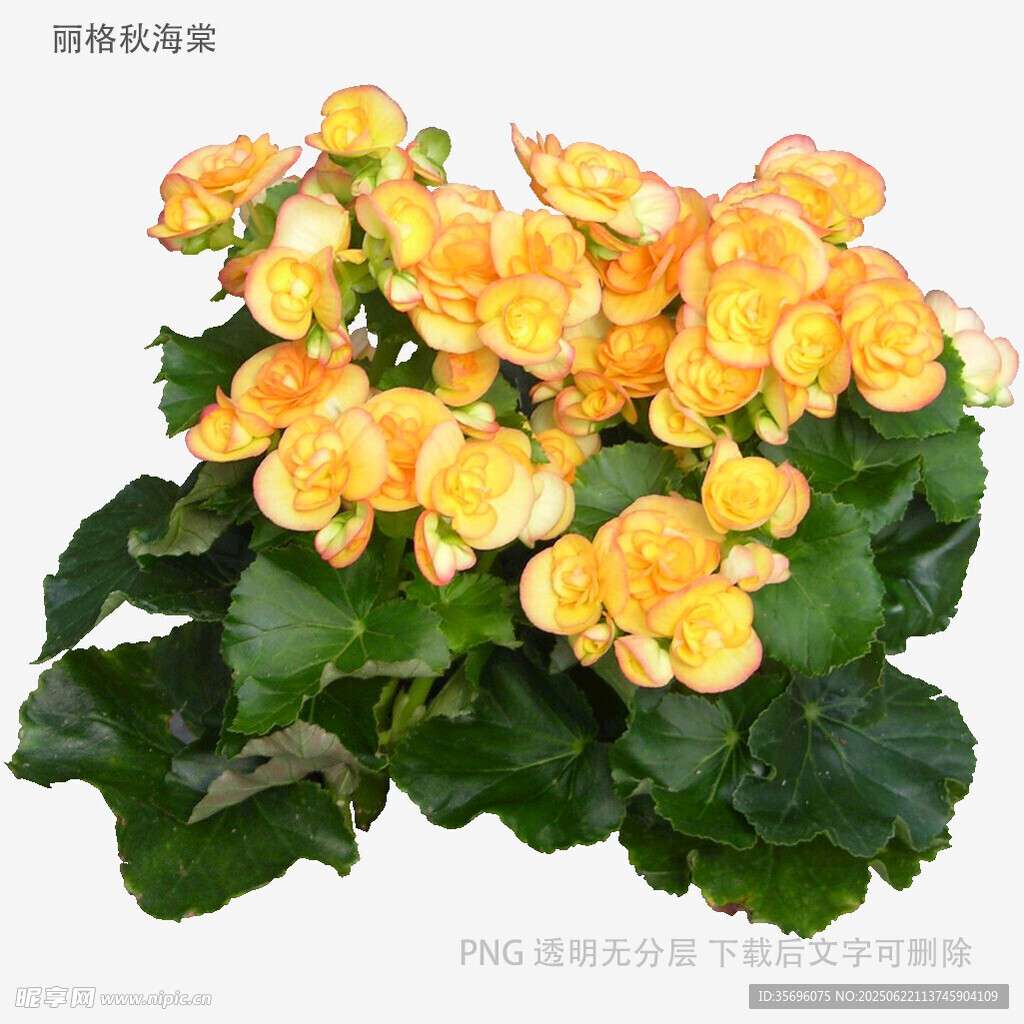 艷麗橘色秋海棠綻放