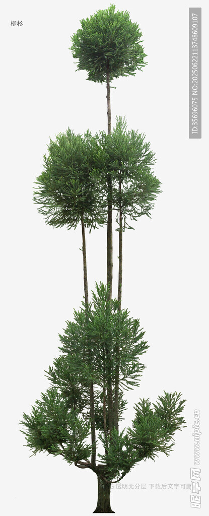 獨特造型的多層樹木景觀