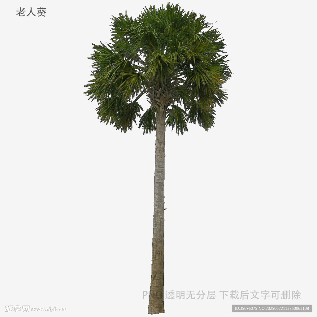 高大挺拔的單棵棕櫚樹