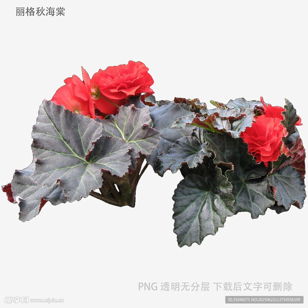 艷麗秋海棠綻放