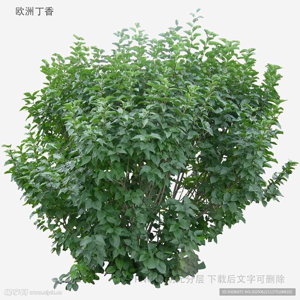 茂盛綠植灌木