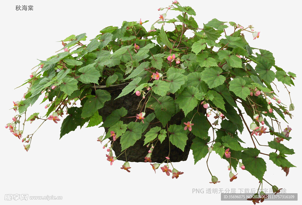 植物
