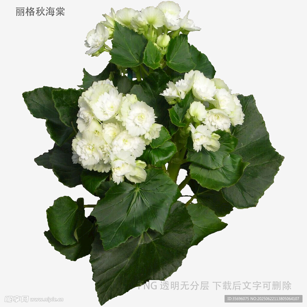 白色繡球花特寫