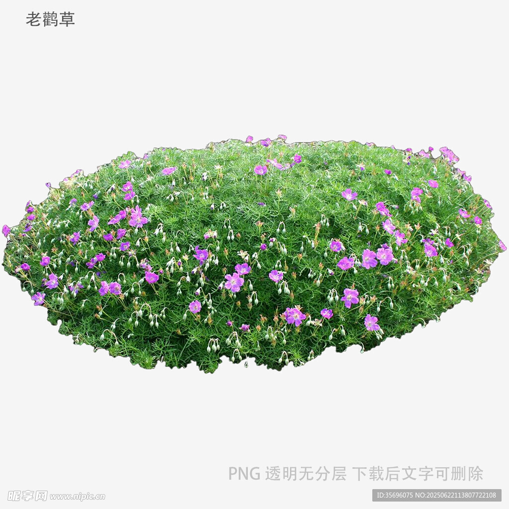 紫色小花點(diǎn)綴的綠色花叢