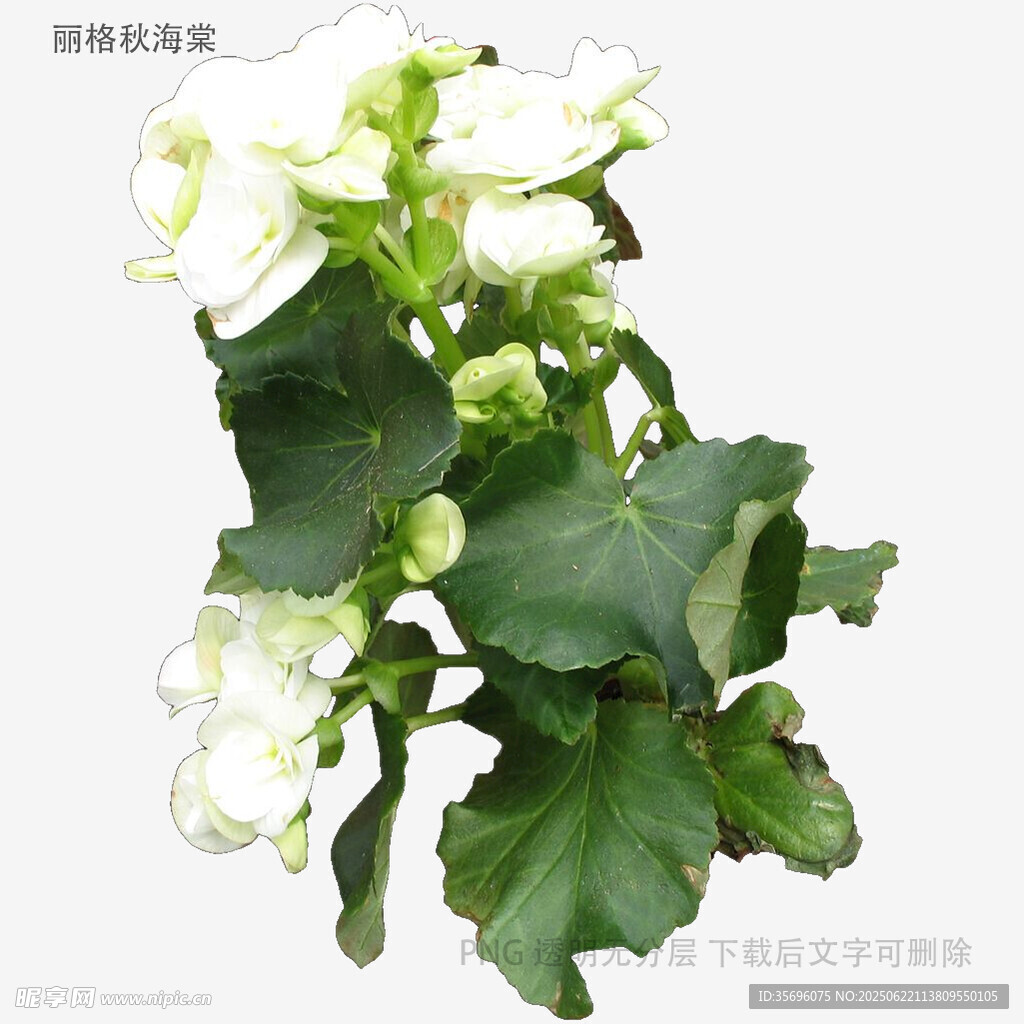 白色海棠花綠植特寫