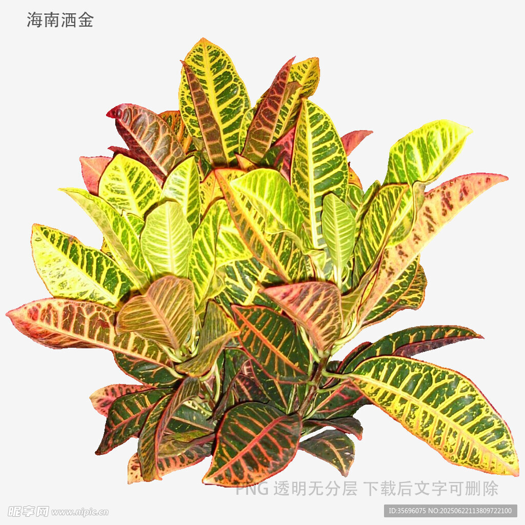 多彩斑斕的變色木植物