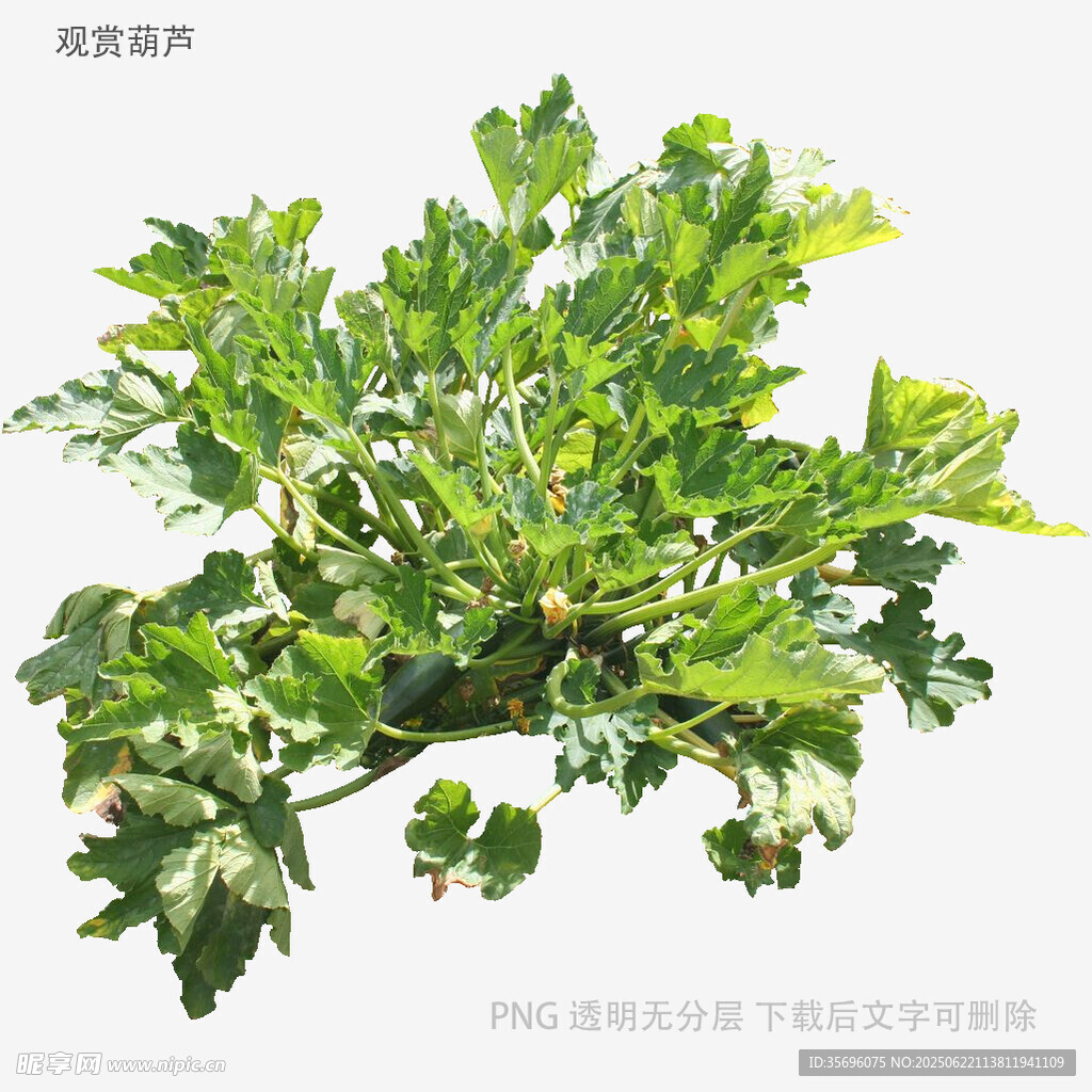 新鮮翠綠的芹菜植株