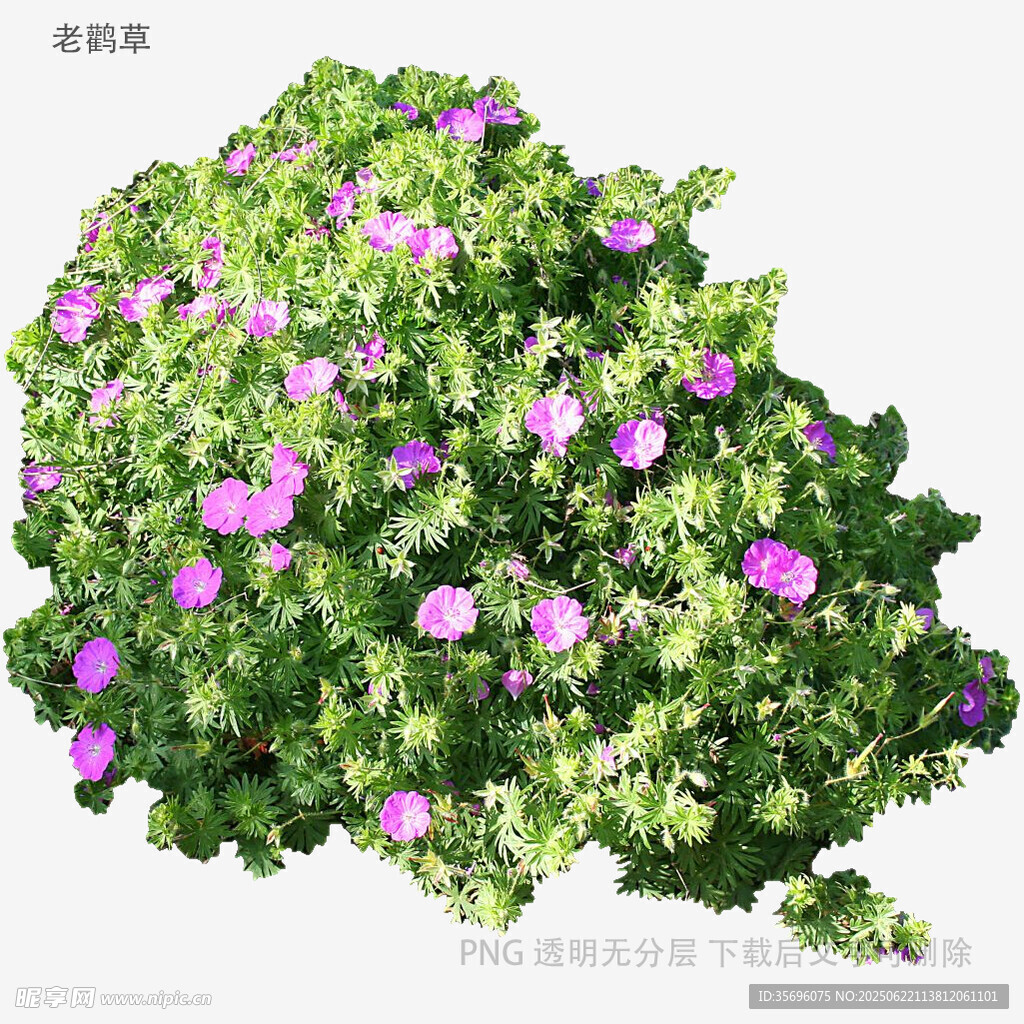 綠葉叢中綻放的紫色花朵