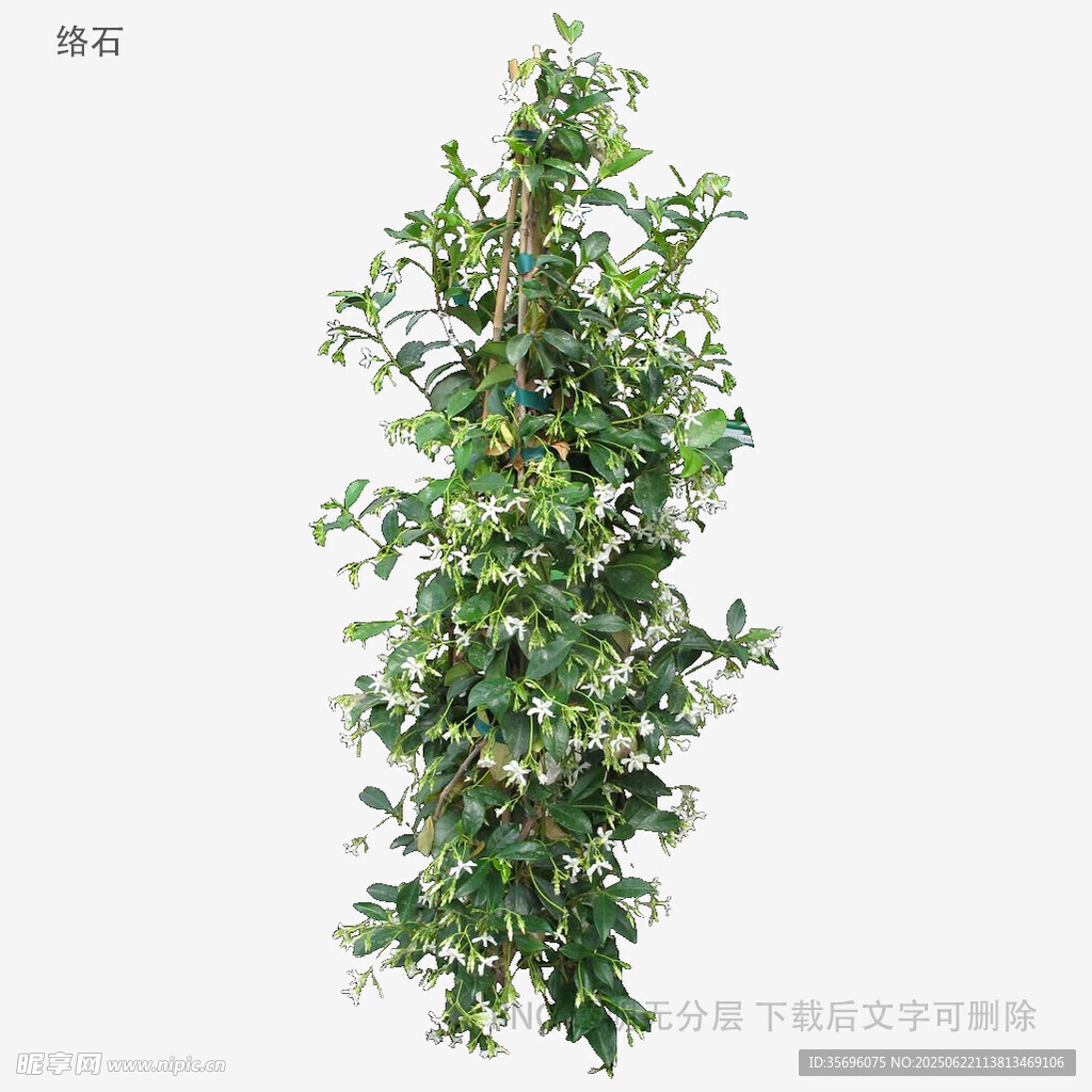 綠色藤蔓植物3D模型