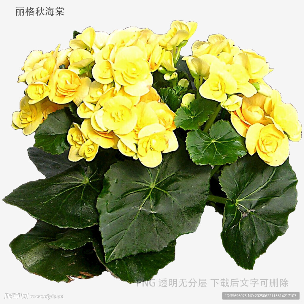 黃色海棠花綻放