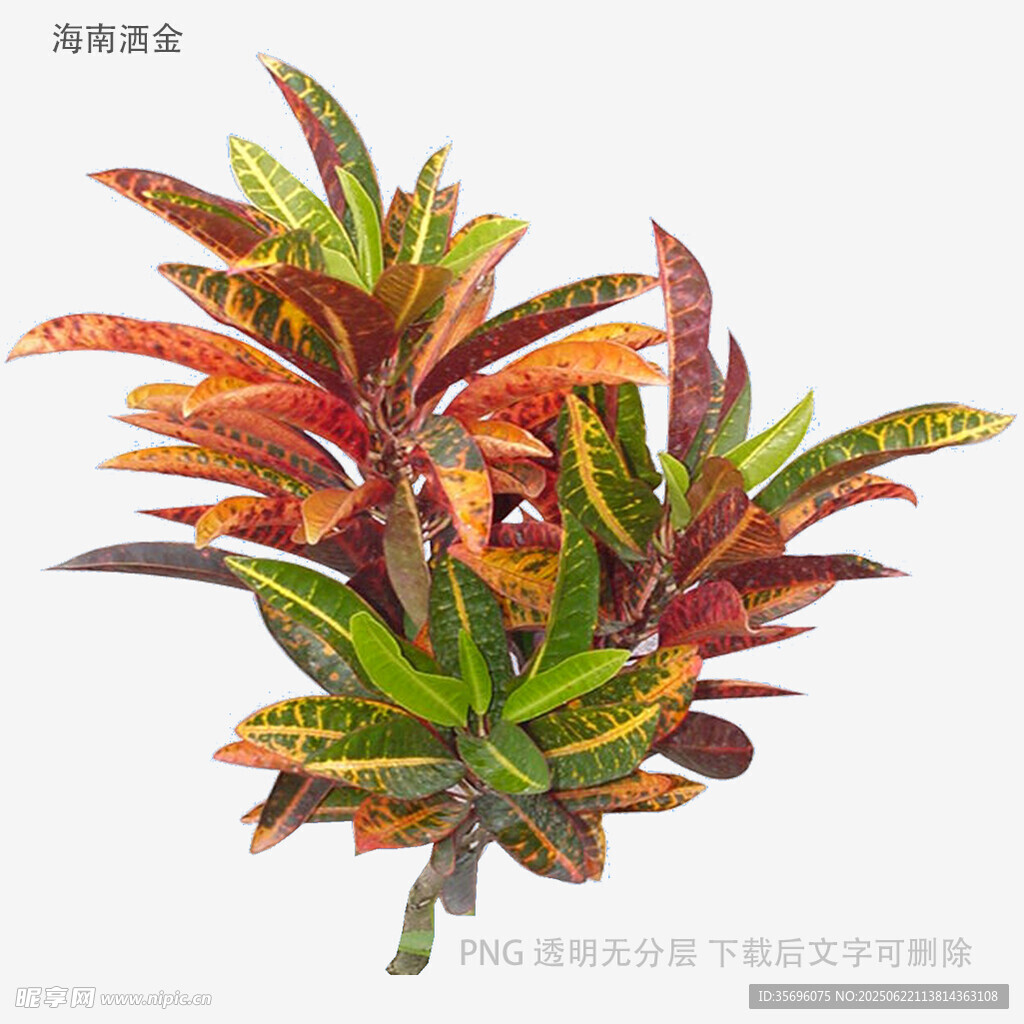 多彩斑斕的觀賞植物葉片