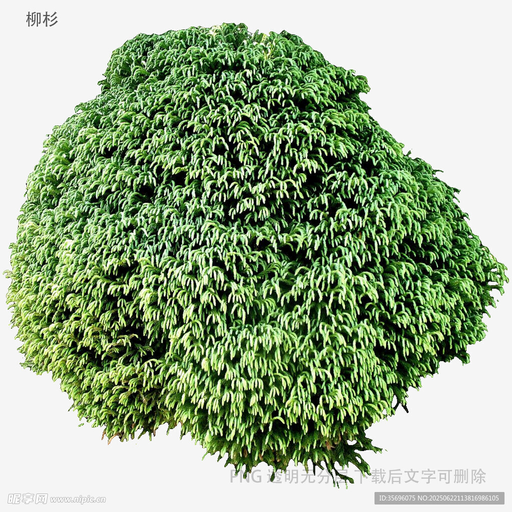 球形綠植