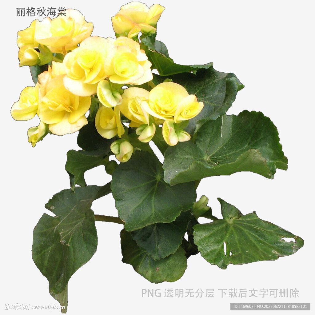 黃色海棠花綻放