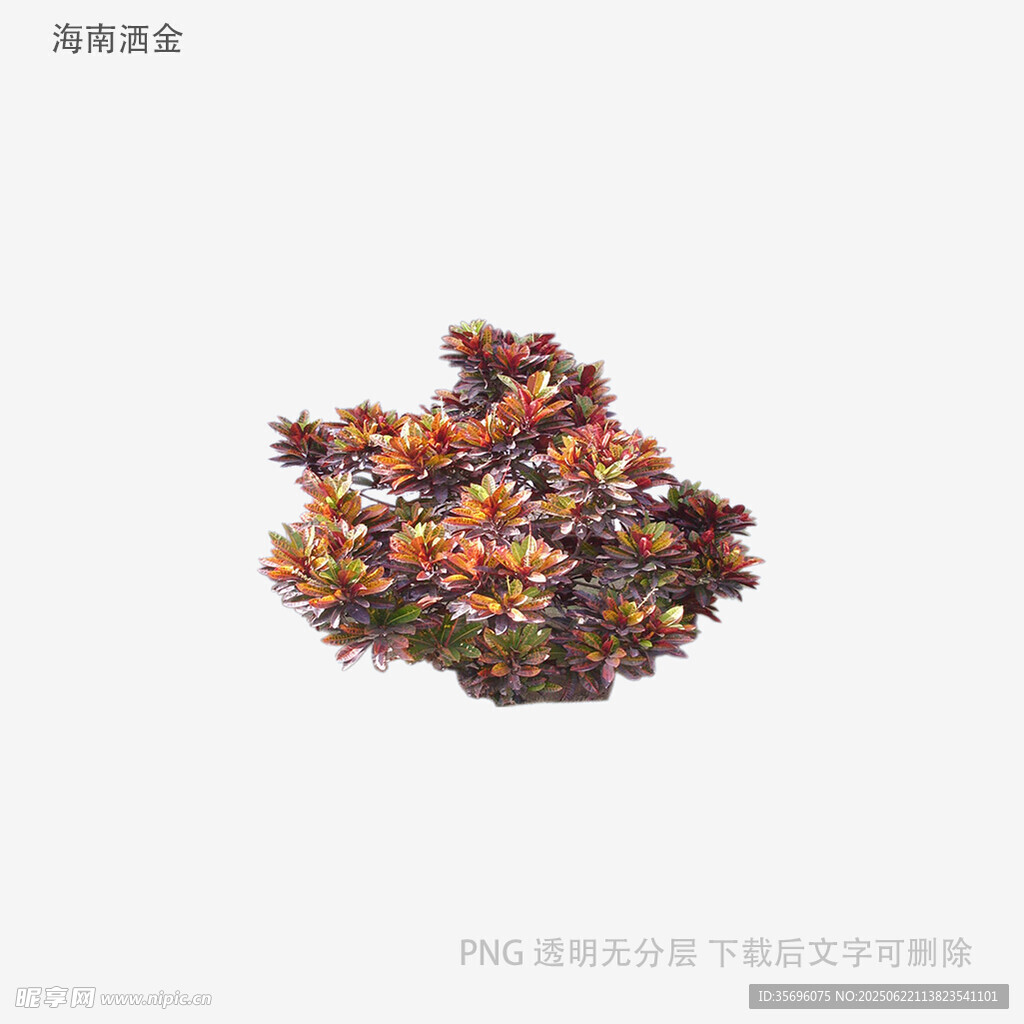 多彩多肉植物特寫