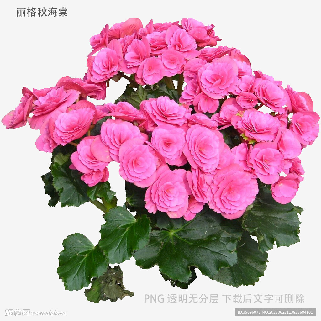 嬌艷粉色海棠花綻放