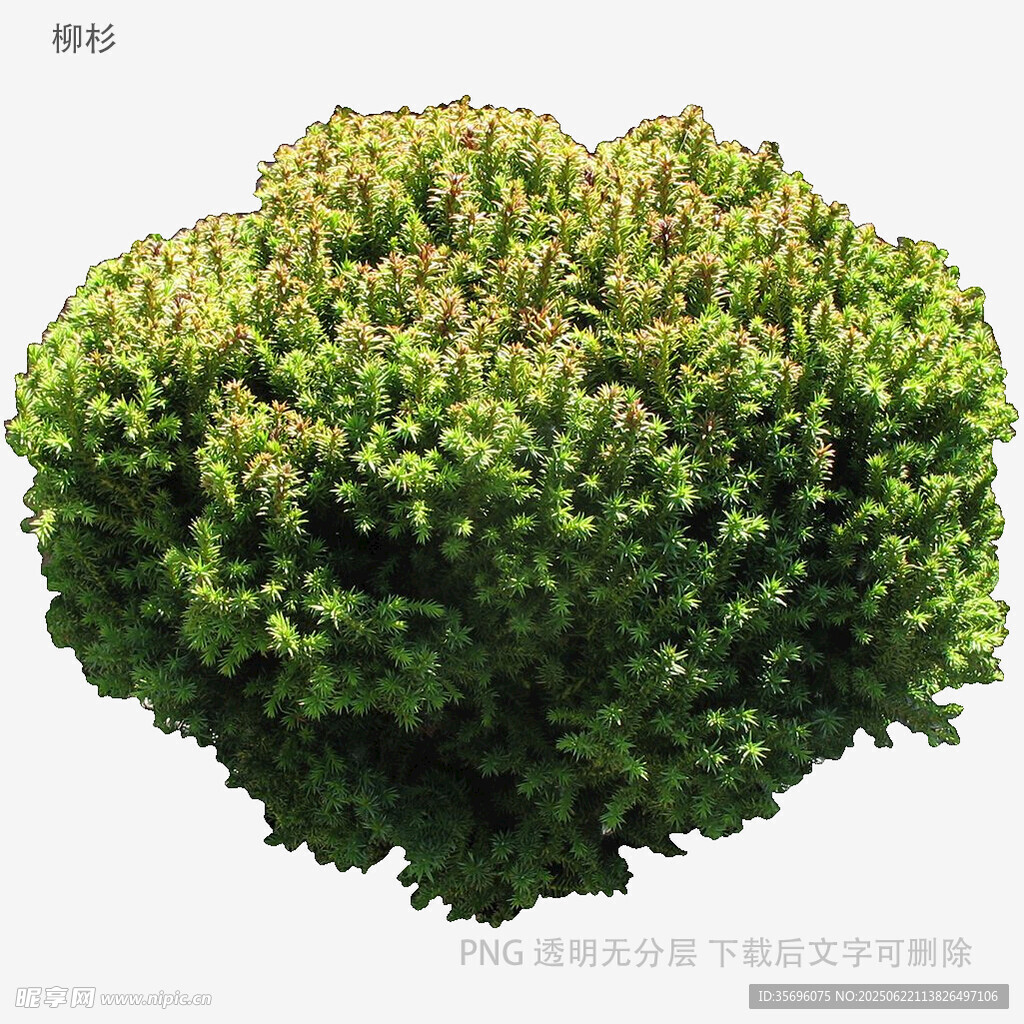 球形綠植