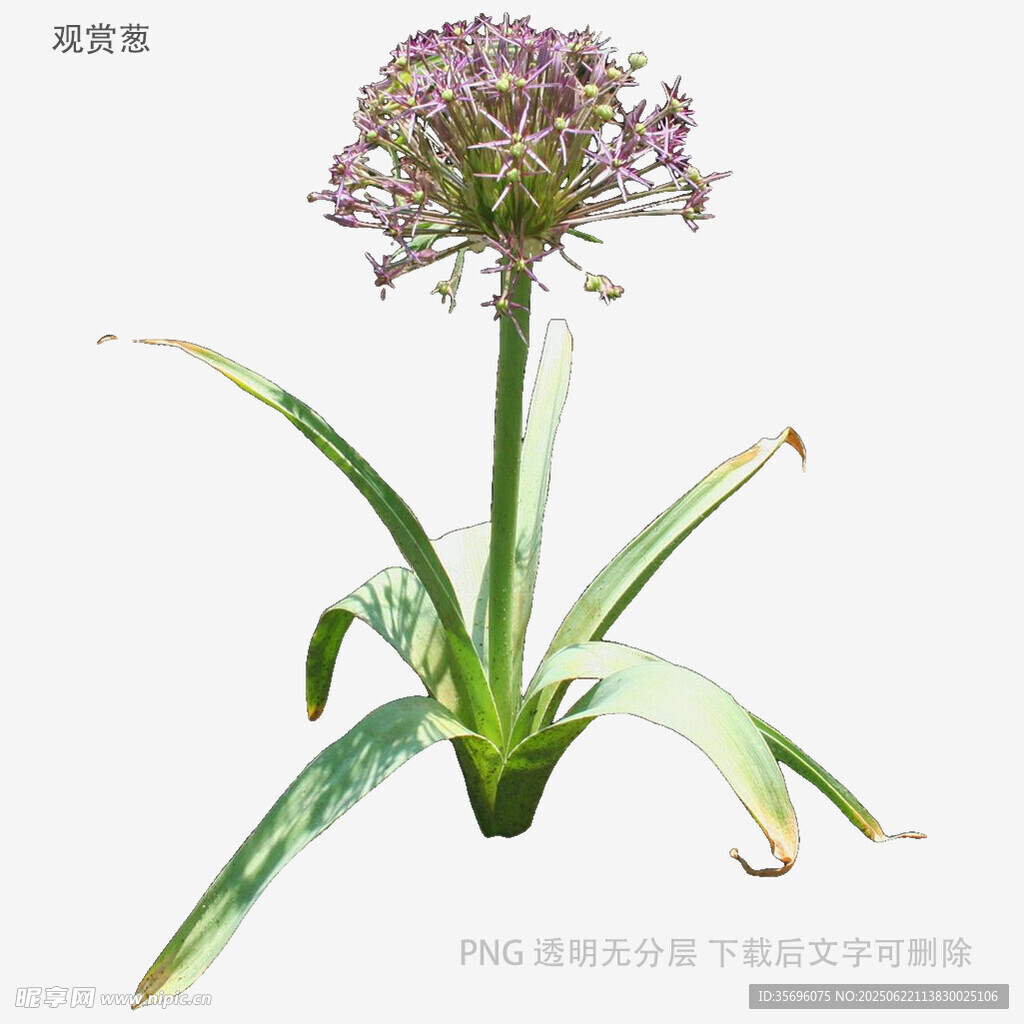 紫色蔥屬花卉特寫