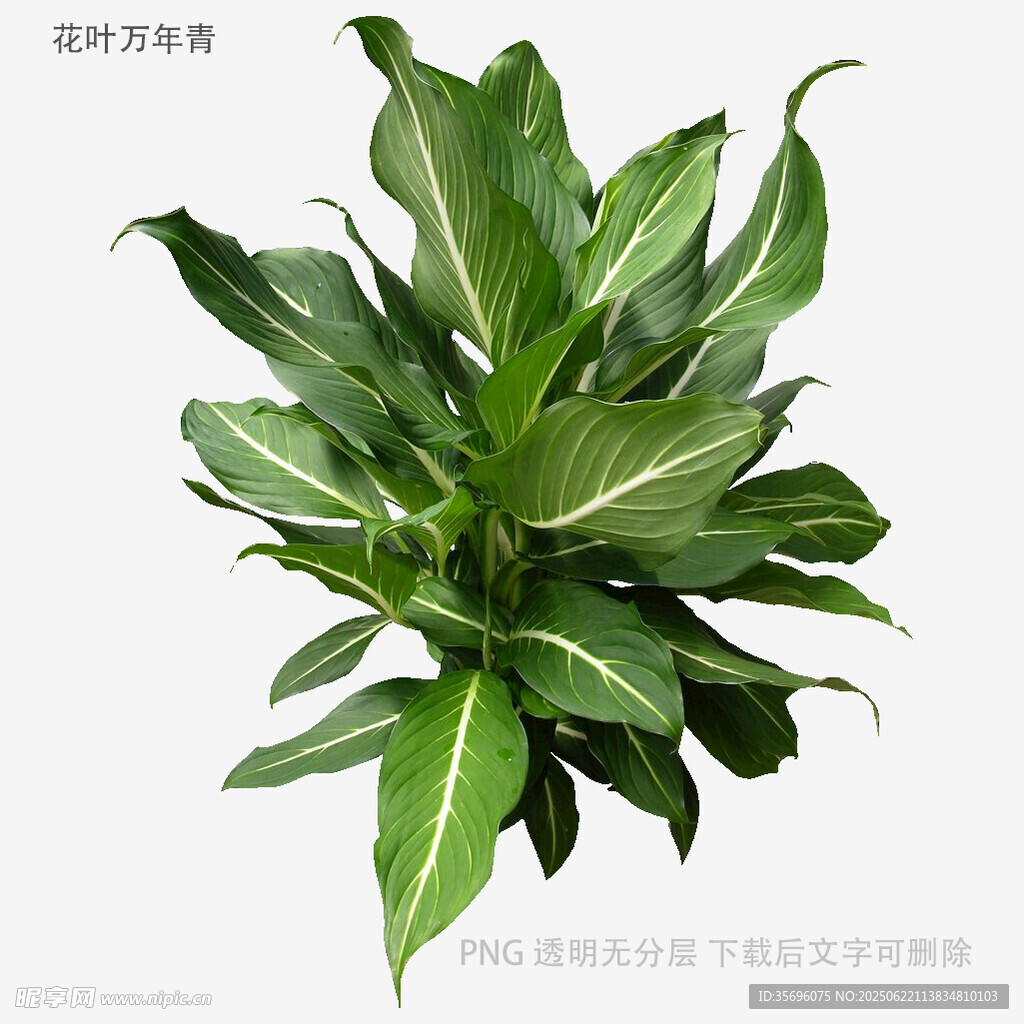 銀邊萬年青綠植特寫