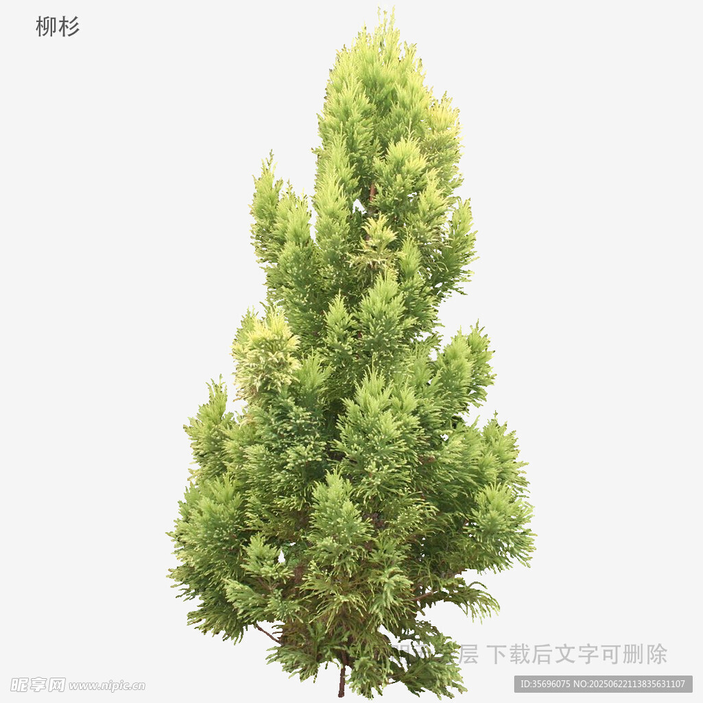 挺拔翠綠的單株松柏樹