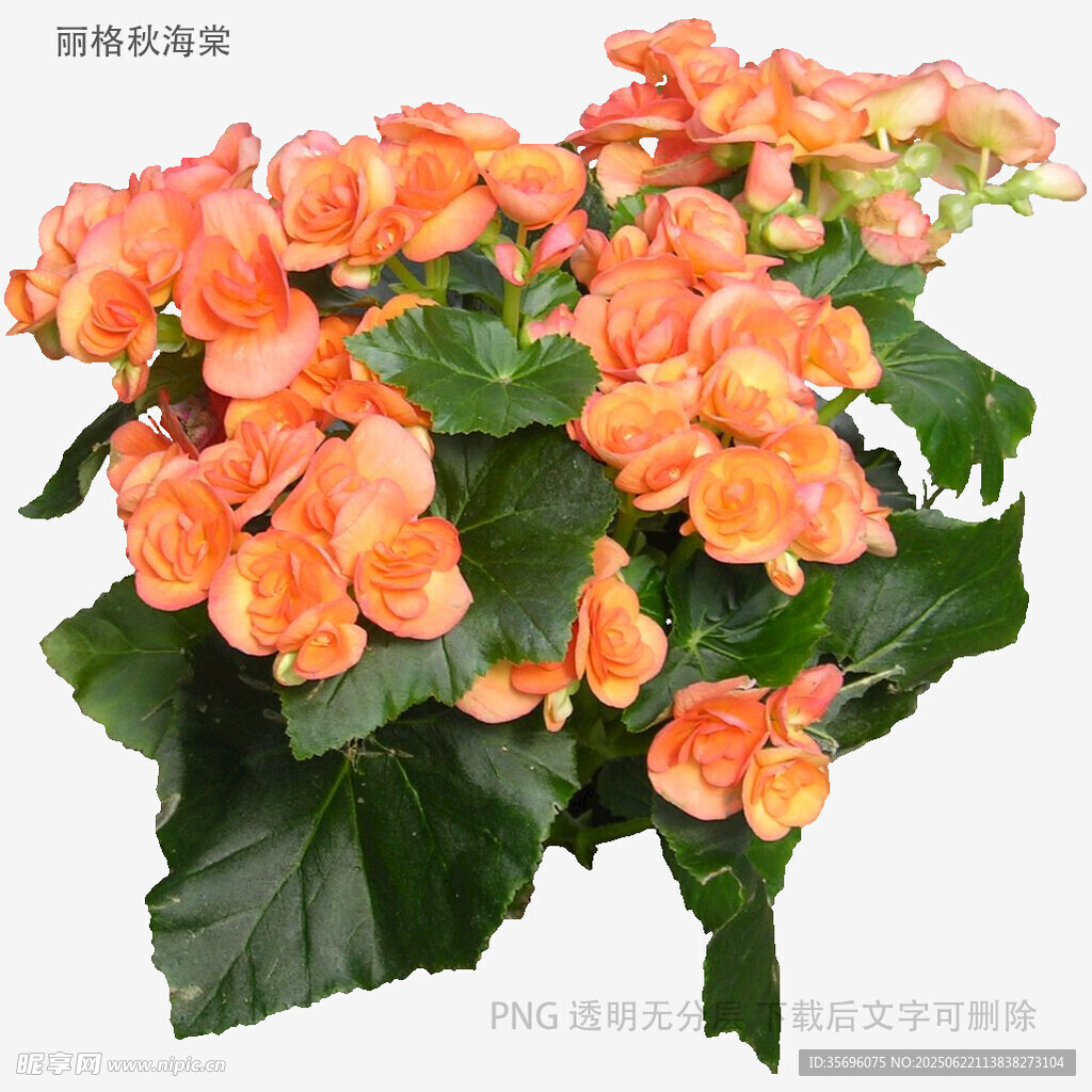 橙色麗葉秋海棠綻放
