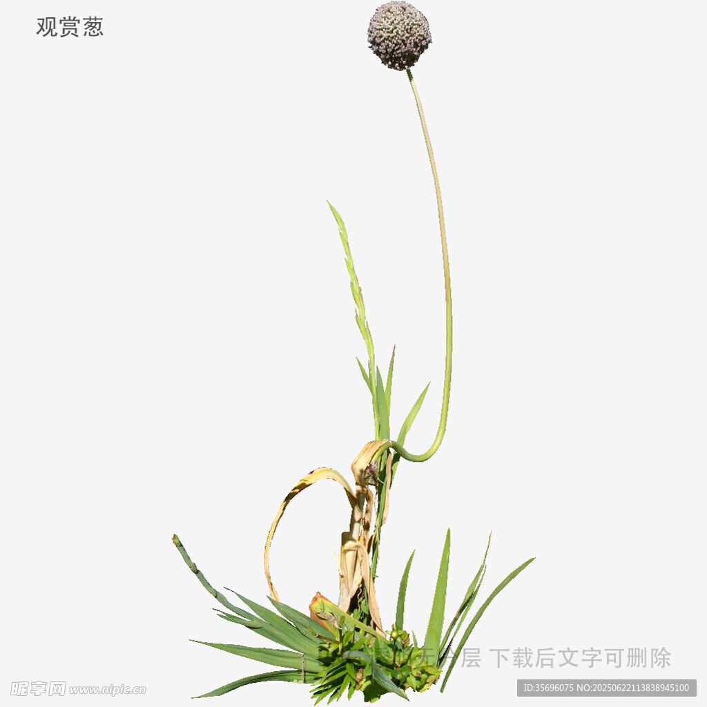 獨(dú)株蔥狀植物特寫