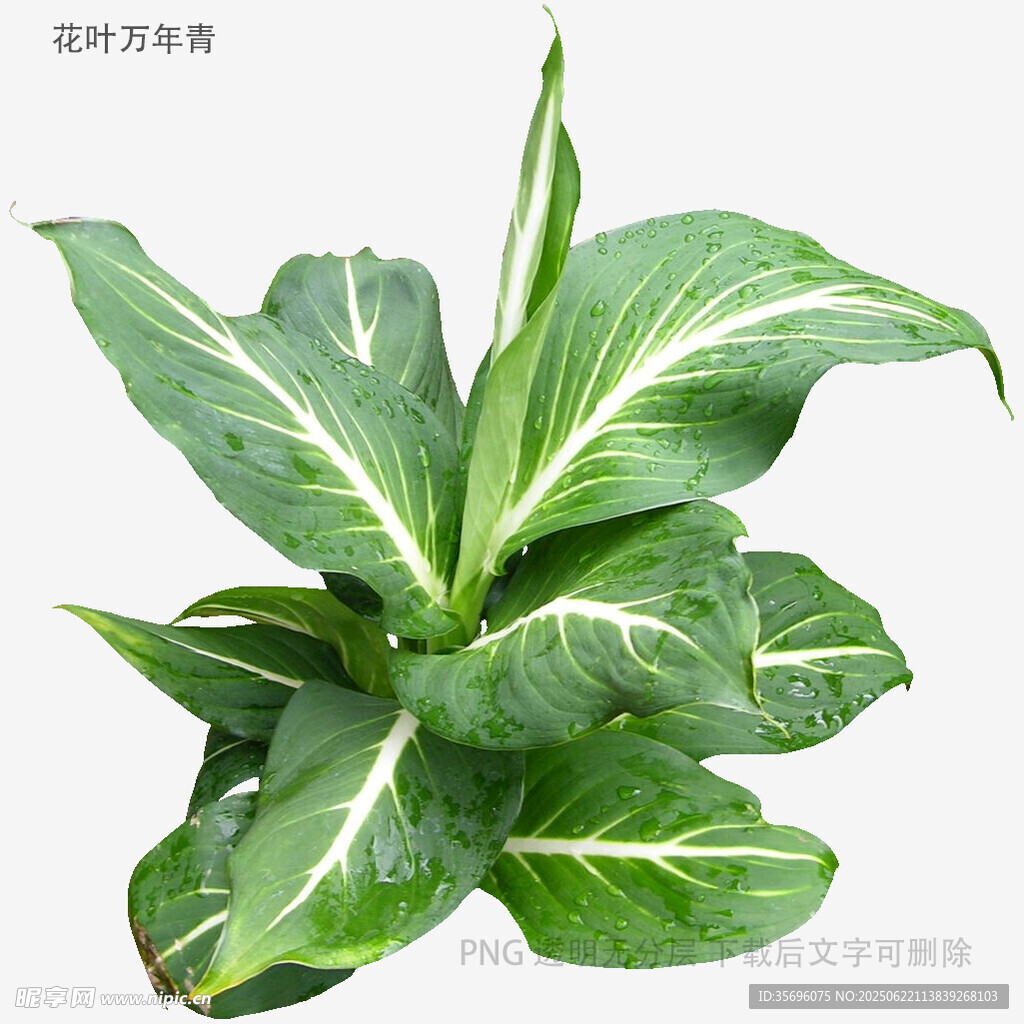 翠綠斑紋綠植清新養(yǎng)眼