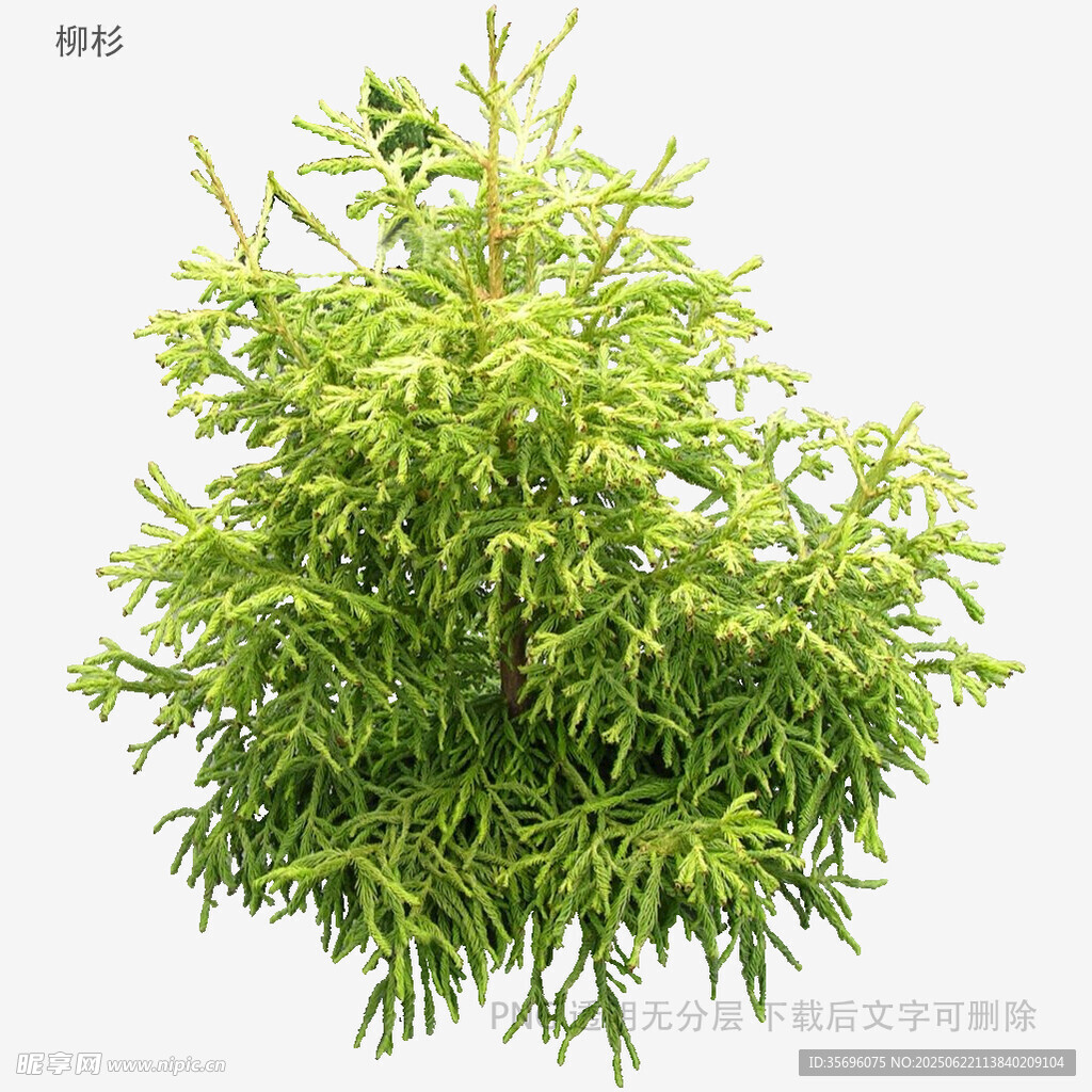 翠綠茂盛的針葉樹