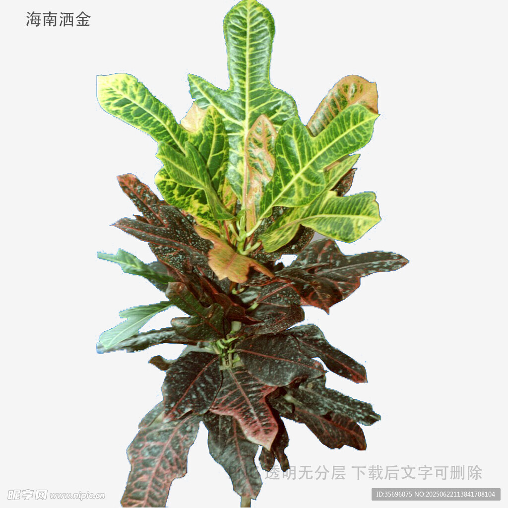 多彩多肉植物特寫