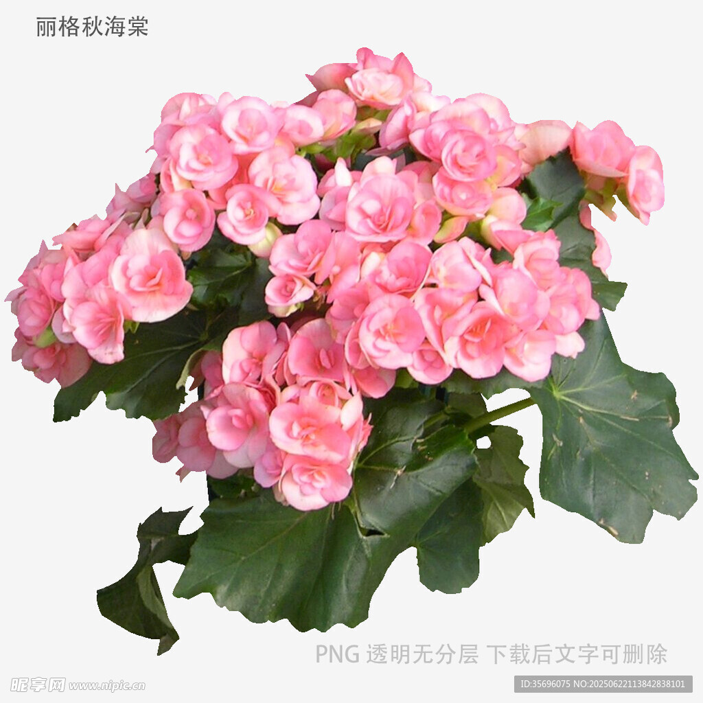 嬌艷粉色海棠花綻放