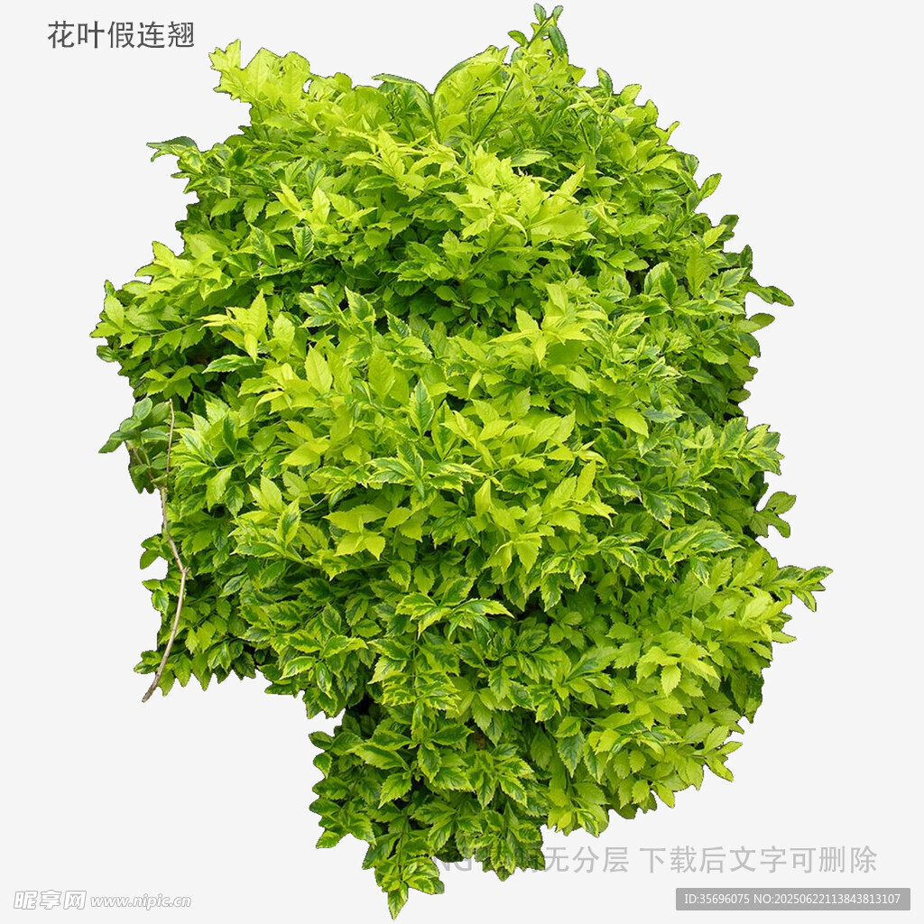 鮮綠生菜