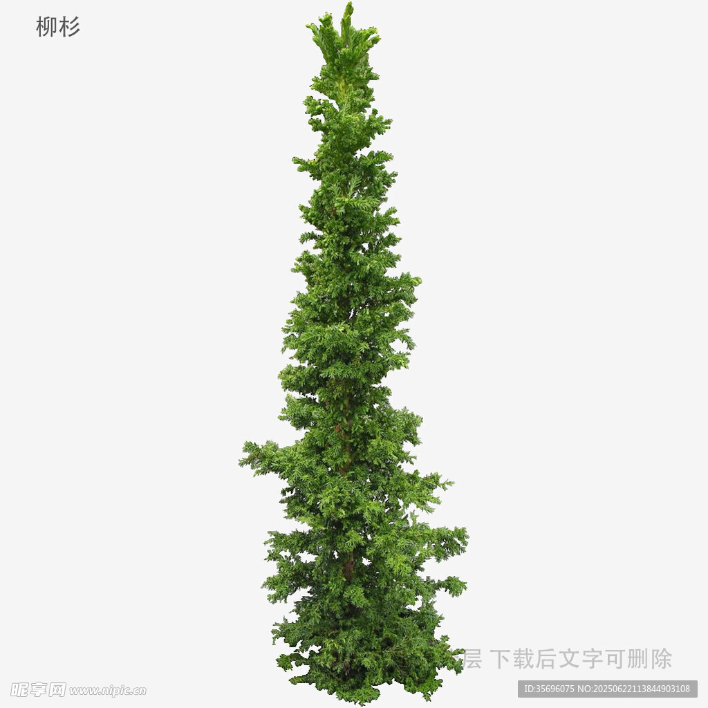 高聳綠色仿真圣誕樹