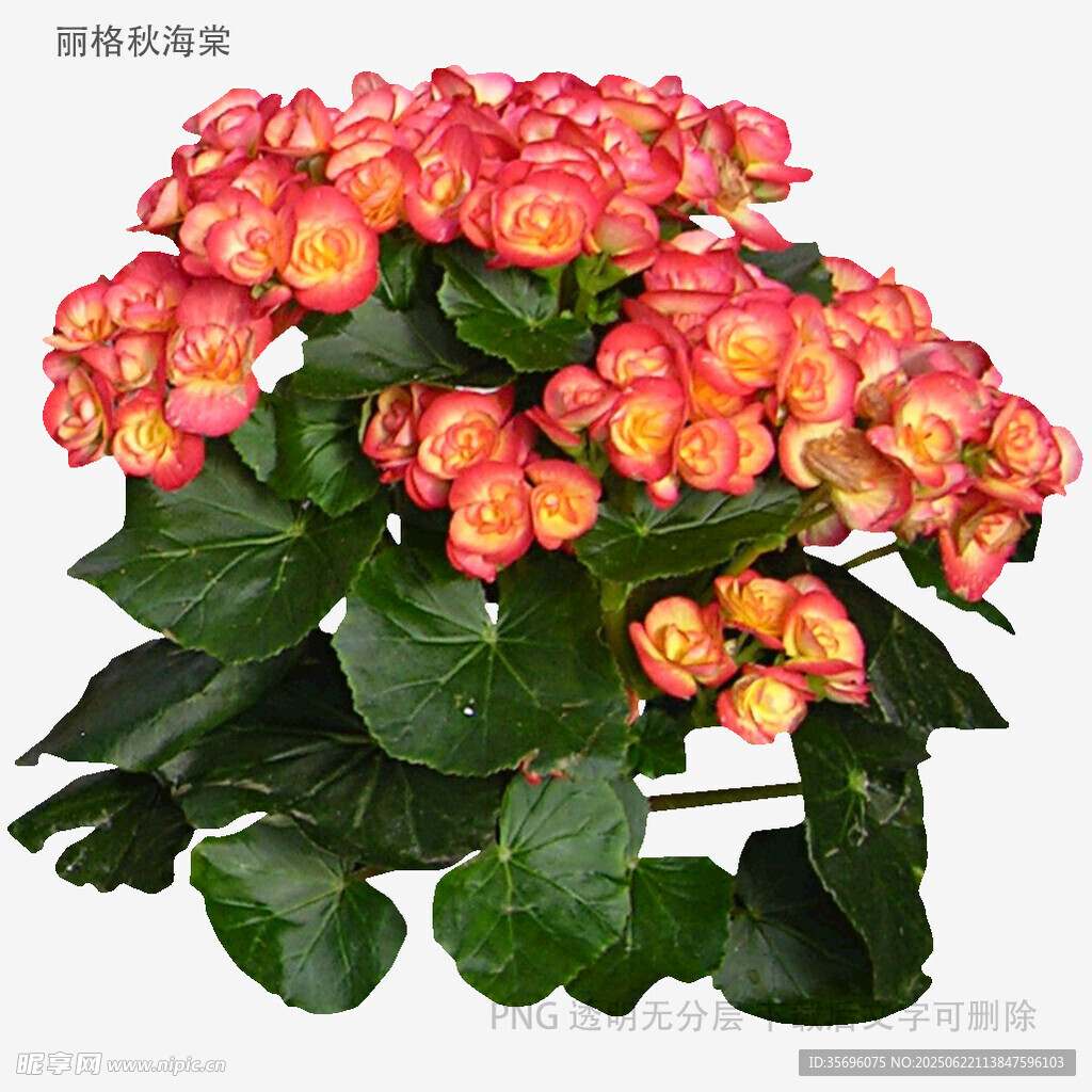 鮮艷長壽花綻放